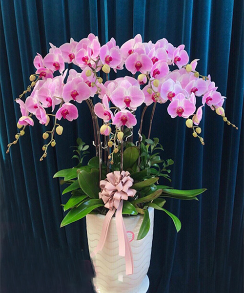 cach giu hoa lan ho diep lau tan