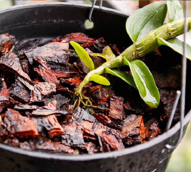 cach trong lan ho diep bang vo thong