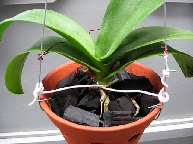 gia the trong lan ho diep