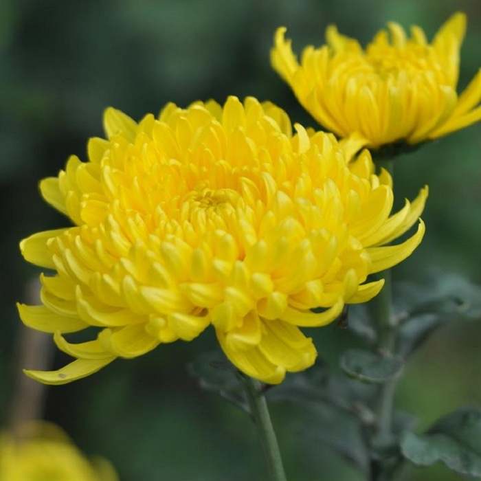 Ý Nghĩa Hoa Cúc Vàng | Đặc Điểm, Cách Trồng & Chăm Sóc Đơn Giản