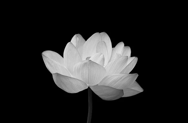 Ý nghĩa của hình ảnh hoa sen white nền đen sạm tăng thêm ý nghĩa gì nhập văn hóa truyền thống ...