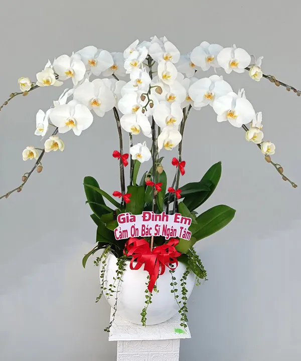 lan hồ điệp trắng