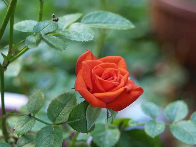 hoa hồng tỉ muội