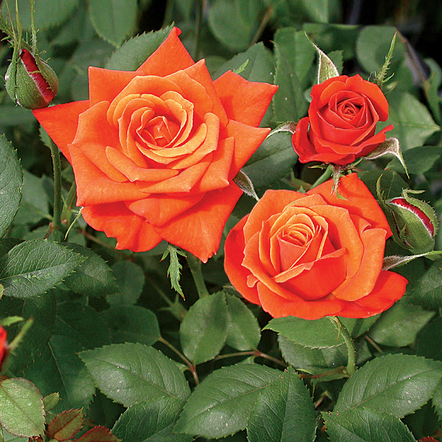Hoa hồng tỉ muội màu cam