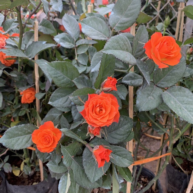 Hoa hồng tỉ muội thái