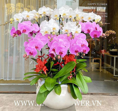 Chậu Lan Hồ Điệp tại shop hoa tươi Cao Bằng
