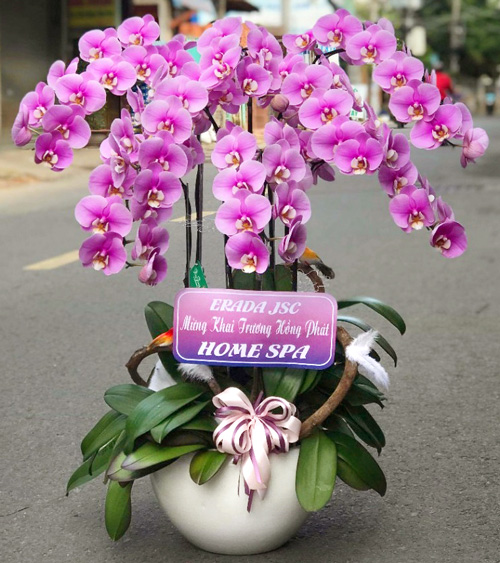 Chậu hoa lan hồ điệp tại shop hoa tươi Đăk Nông