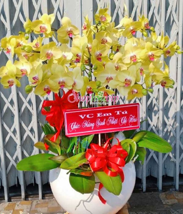 Chậu hoa Lan Hồ Điệp tại shop hoa tươi Kon Tum