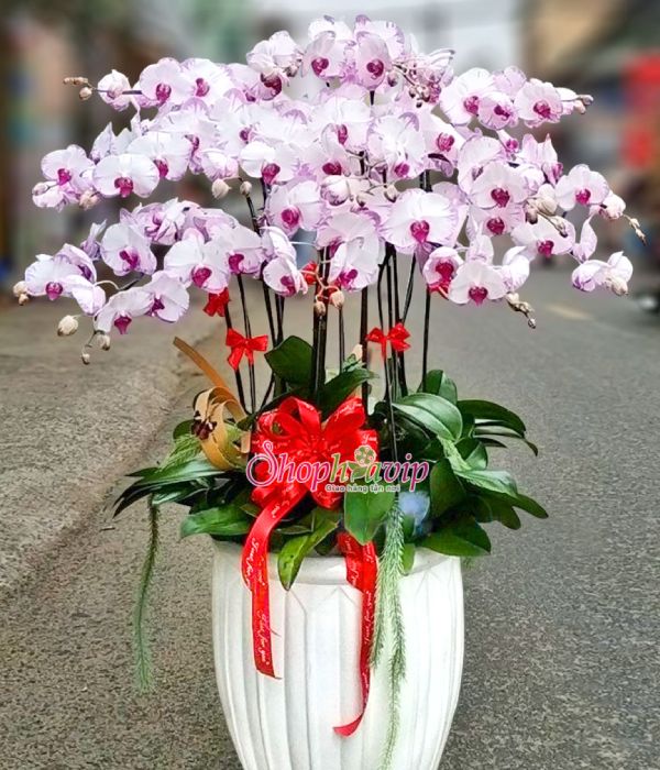 Chậu Lan Hồ Điệp tại shop hoa tươi Lâm Đồng