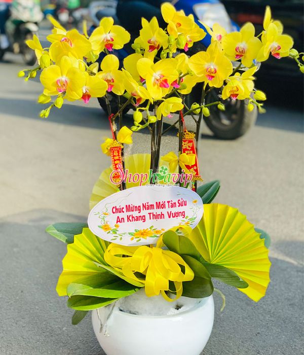 Chậu hoa Lan Hồ Điệp tại shop hoa tươi Lào Cai