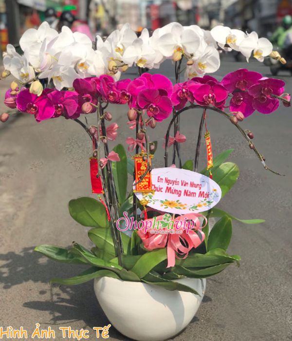 Chậu hoa Lan Hồ Điệp tại shop hoa tươi Quảng Ninh