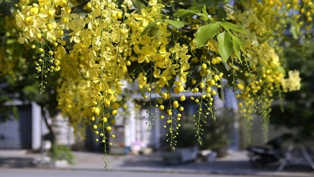 Hình ảnh hoa bò cạp vàng