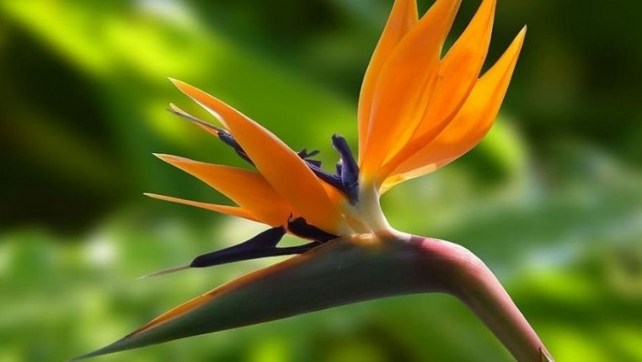 Hình dáng bông hoa thiên điểu như một chú chim đang xòe đôi cánh rực rỡ màu sắc