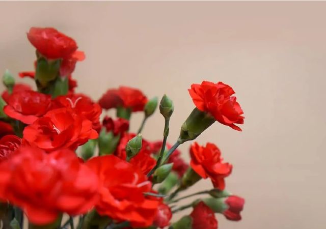 hình ảnh hoa cẩm chướng