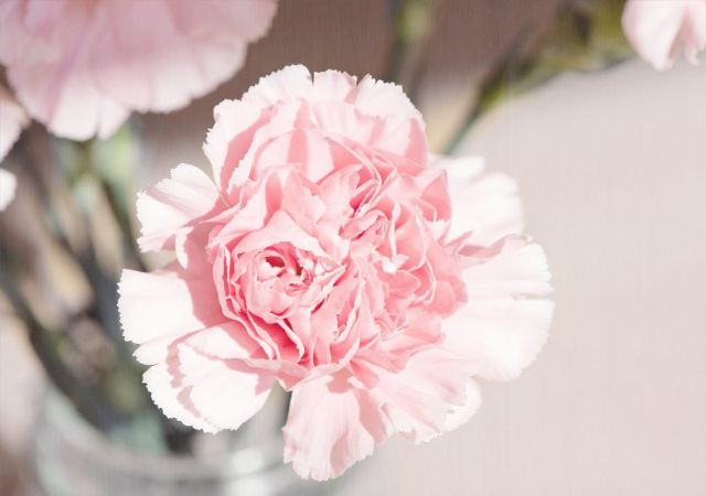 hình ảnh hoa cẩm chướng