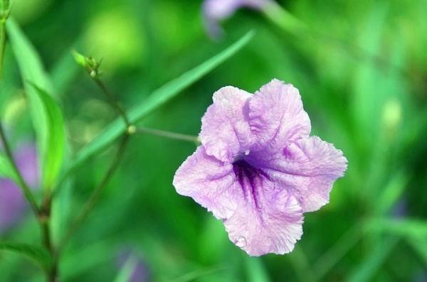 Cây hoa chiều tím có độc hay không