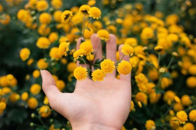 Hình ảnh hoa cúc vàng