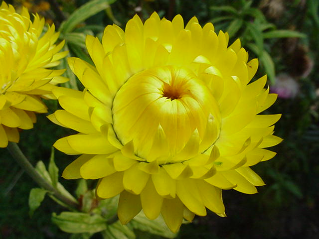 Hình ảnh hoa cúc vàng