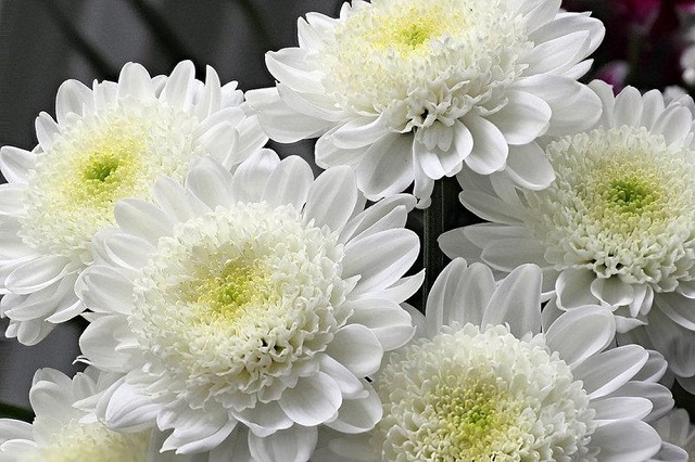 hoa cúc đại đóa trắng