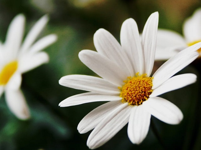 hoa cúc trắng