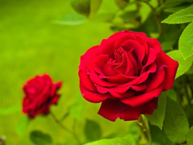 Hình ảnh hoa hồng đỏ