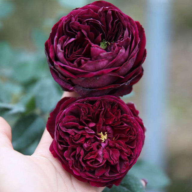 hoa hồng ngoại màu đỏ tím