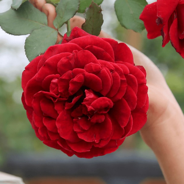 hoa hồng nhung đỏ đẹp nhất