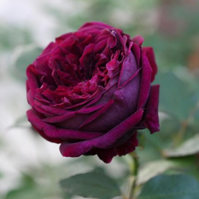 hoa hồng ngoại màu tím đậm
