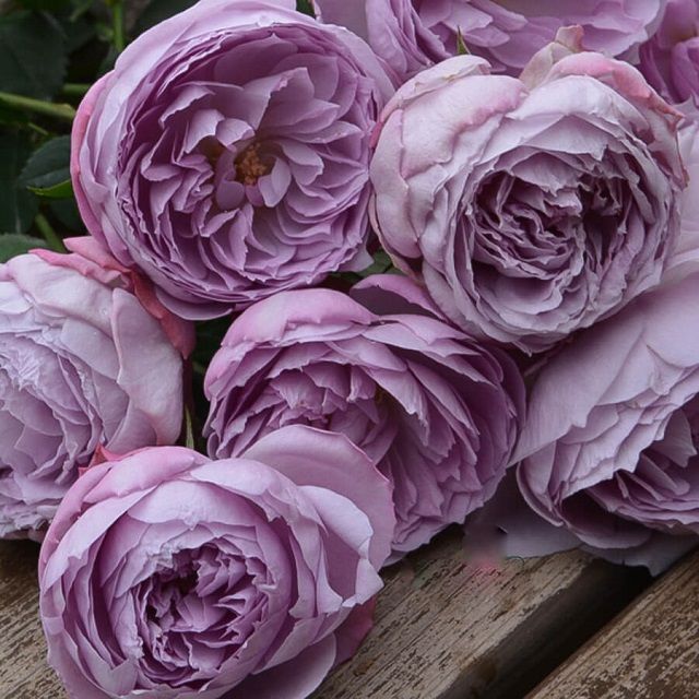 hoa hồng màu tím khói Lapis Lazuli rose