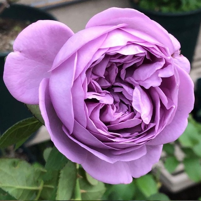 Hoa hồng ngoại tím Kinda Blue rose