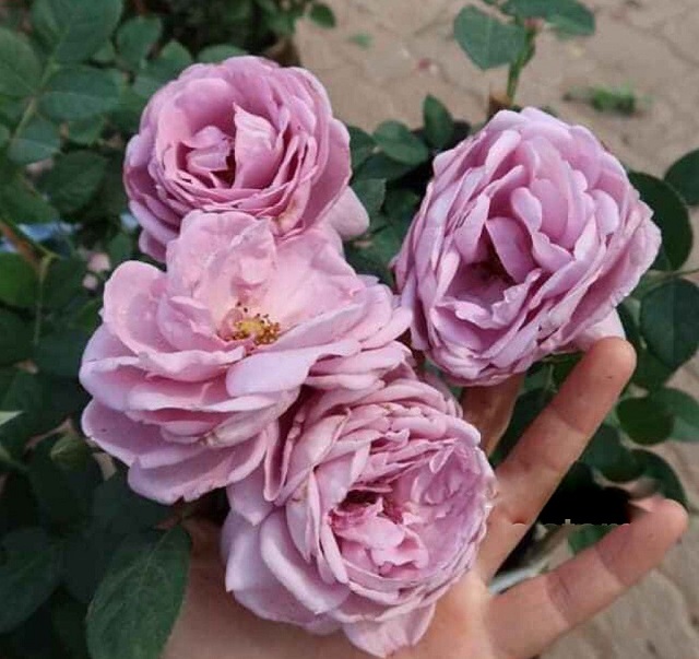 hoa hồng màu tím nhạt