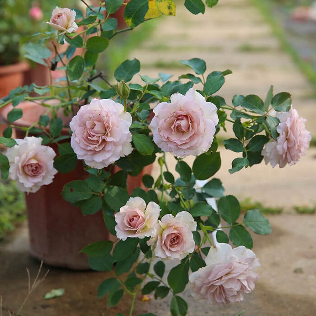 Hoa hồng ngoại màu tím New Wave