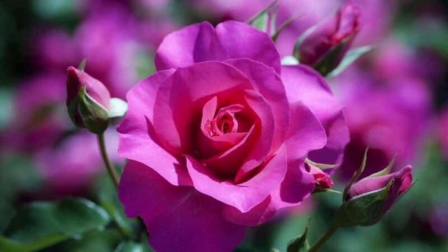 hoa hồng tím