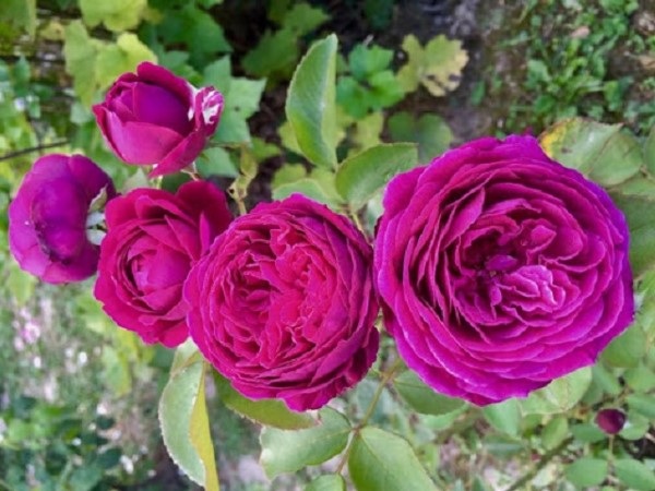 hoa hồng tím