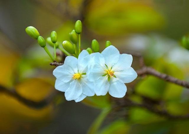 hoa mai trắng