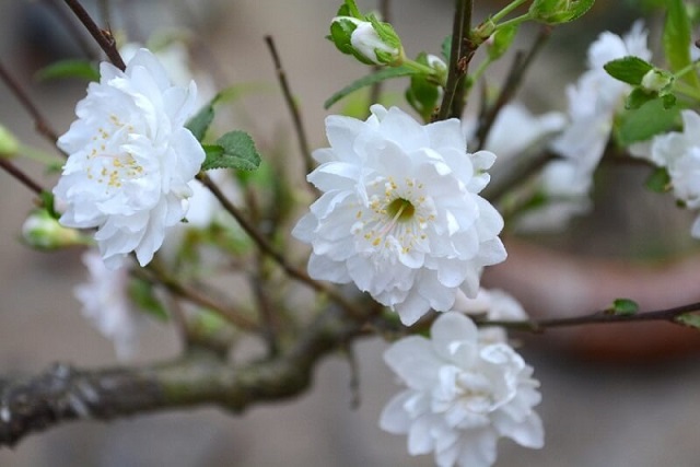 hoa mai trắng