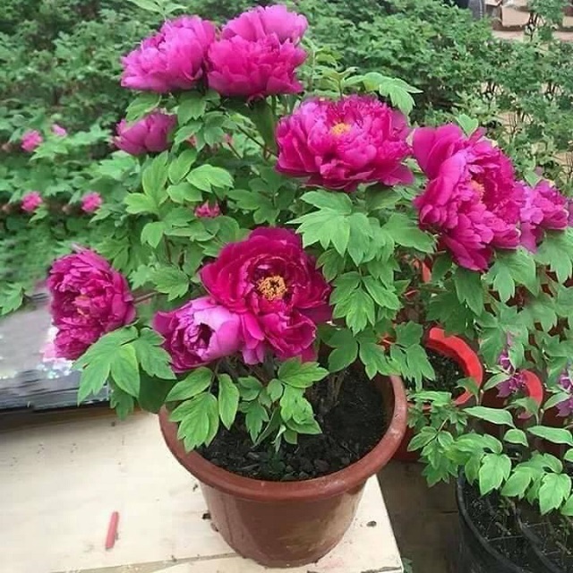 hoa mẫu đơn màu hồng