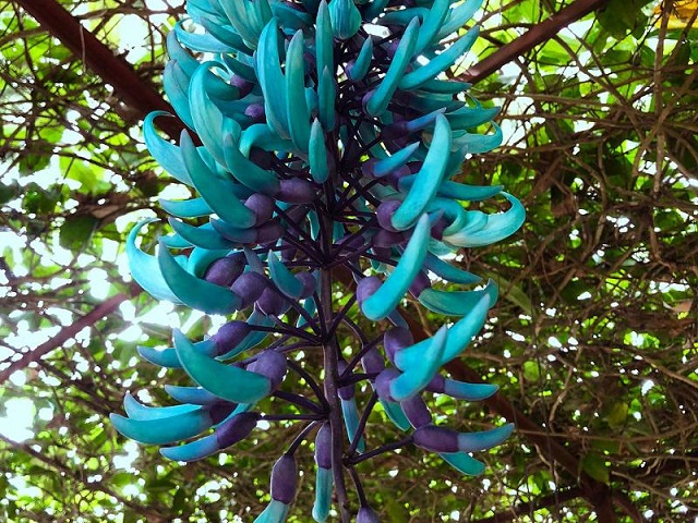 Hoa móng cọp xanh
