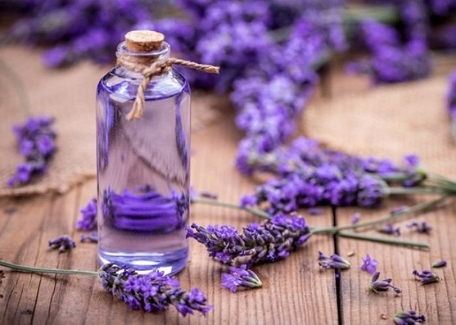 Công dụng hoa lavender