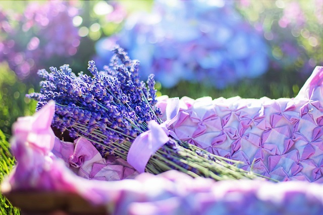 Hoa lavender bao lâu thì ra hoa