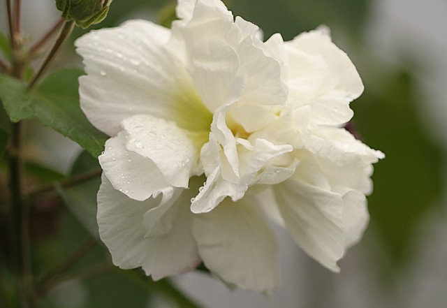 hoa phù dung trắng