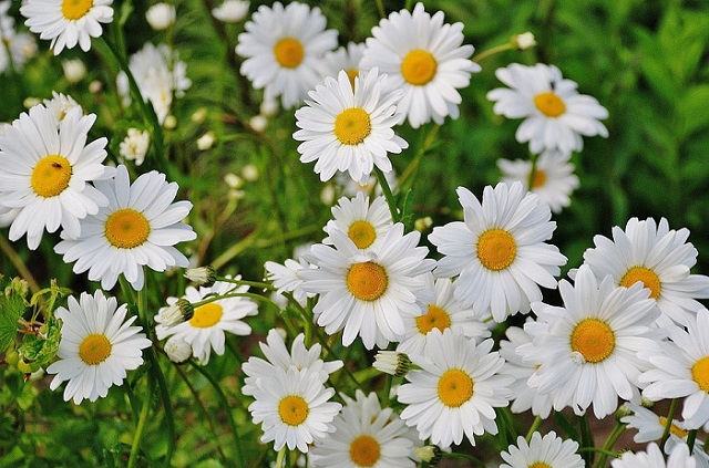 hình ảnh hoa thạch thảo trắng