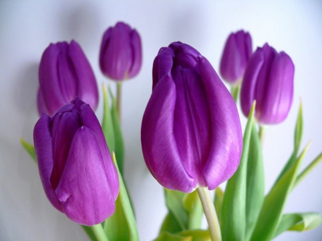 Công dụng tulip tím trong cuộc sống