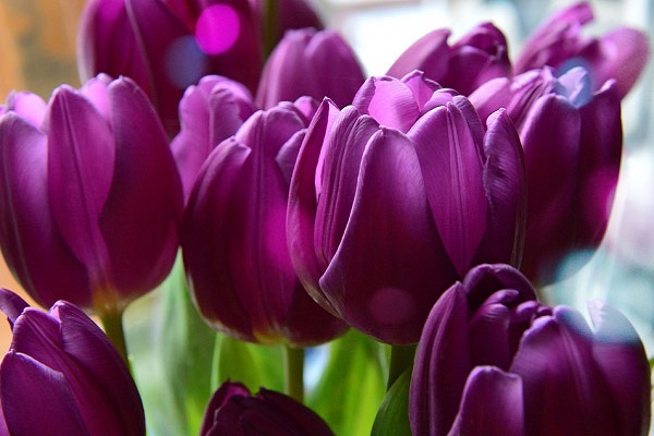 Giới thiệu về hoa tulip tím