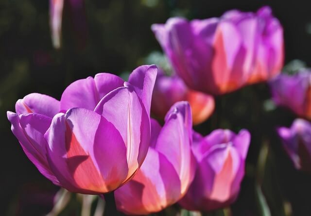 Hoa tulip tím