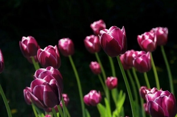 Ý nghĩa hoa tulip tím