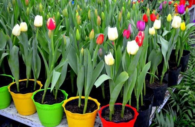 Cách chăm sóc tulip