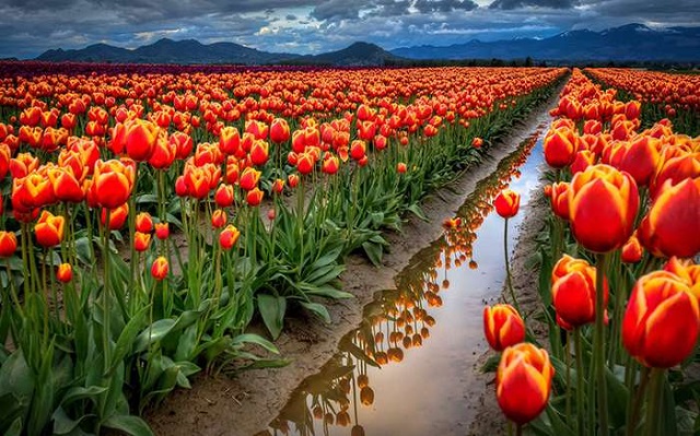 hoa tulip