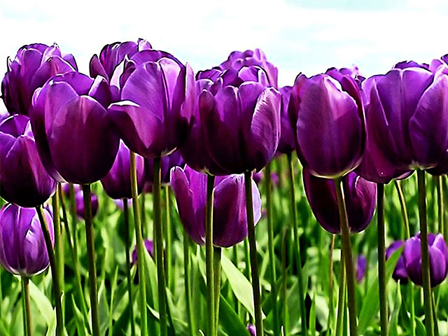 hoa tulip tím đẹp