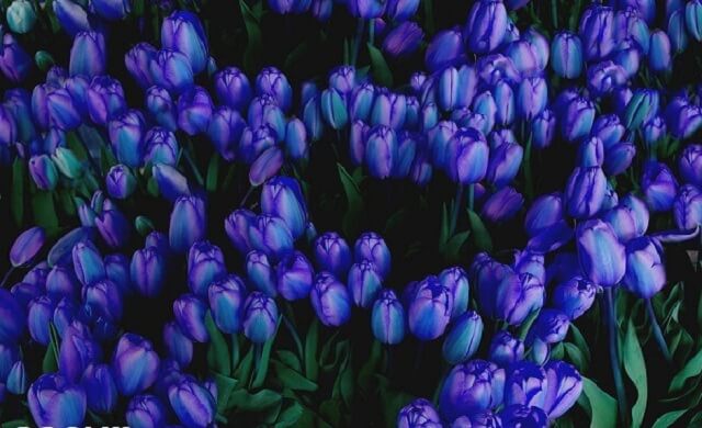 hoa tulip xanh dương